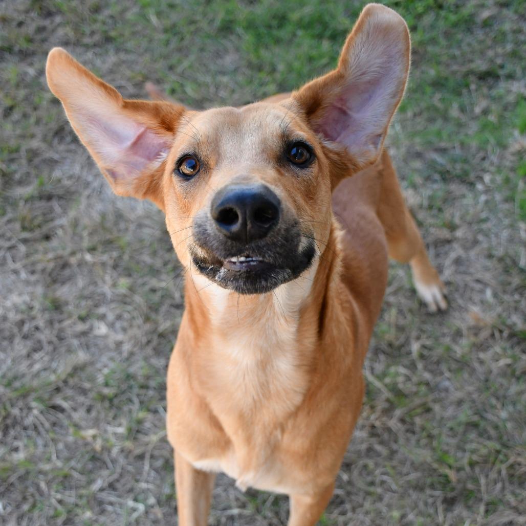 Enlarge Alan Jackson, a Adoptable Labrador Retriever in Beaumont, TX image 6/6