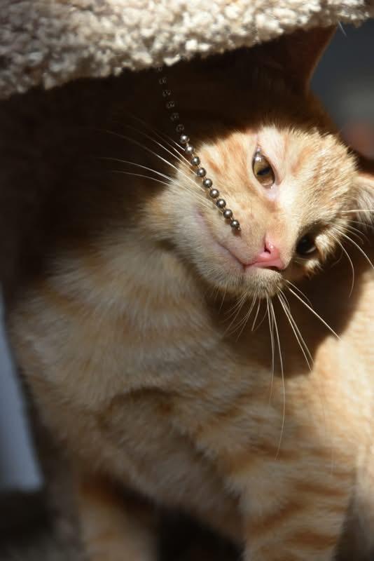 Jennifer (BSM-fostered in TN) photo 5
