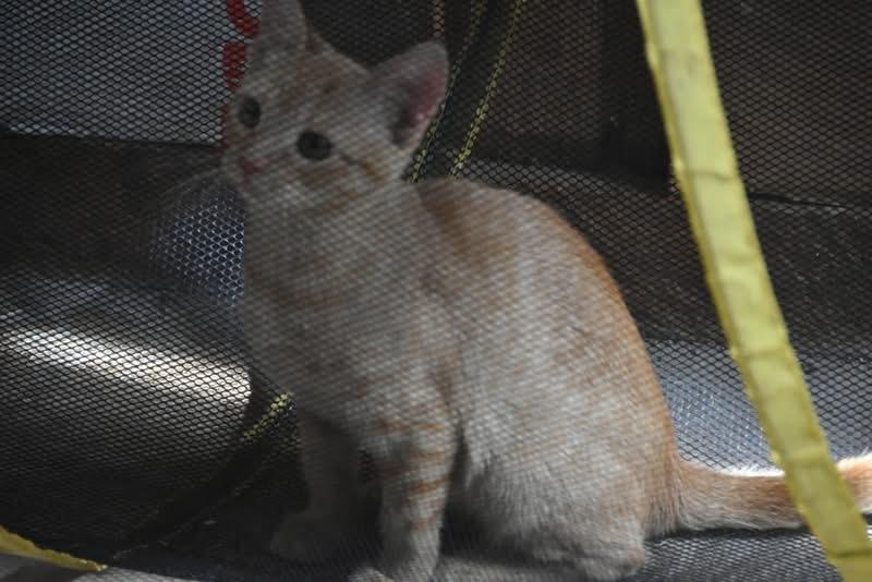 Jennifer (BSM-fostered in TN) photo 4