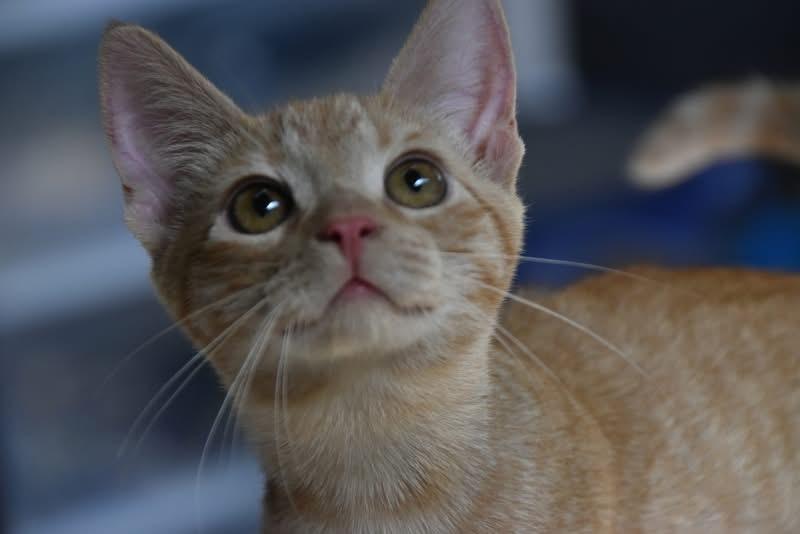 Jennifer (BSM-fostered in TN), Baby Female unknown