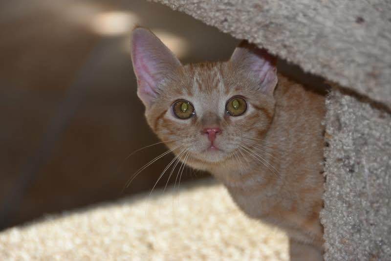 Jennifer (BSM-fostered in TN) photo 2