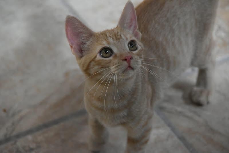 Jennifer (BSM-fostered in TN) photo 3