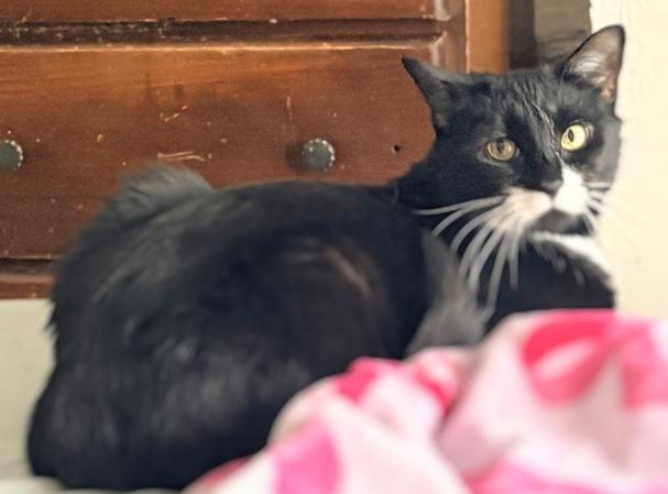 Quinoa, a Adoptable Domestic Short Hair in Melrose, MA image 2/6