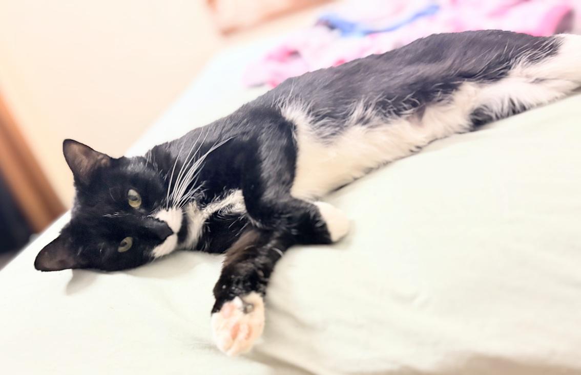 Quinoa, a Adoptable Domestic Short Hair in Melrose, MA image 6/6