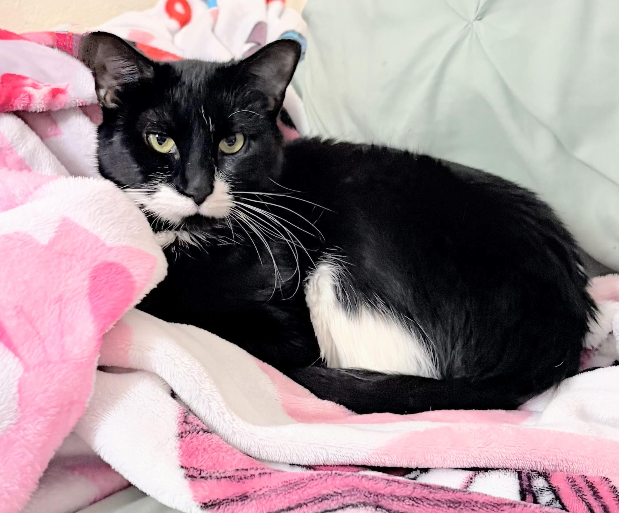 Quinoa, a Adoptable Domestic Short Hair in Melrose, MA image 4/6