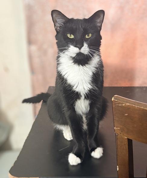 Quinoa, a Adoptable Domestic Short Hair in Melrose, MA image 1/6