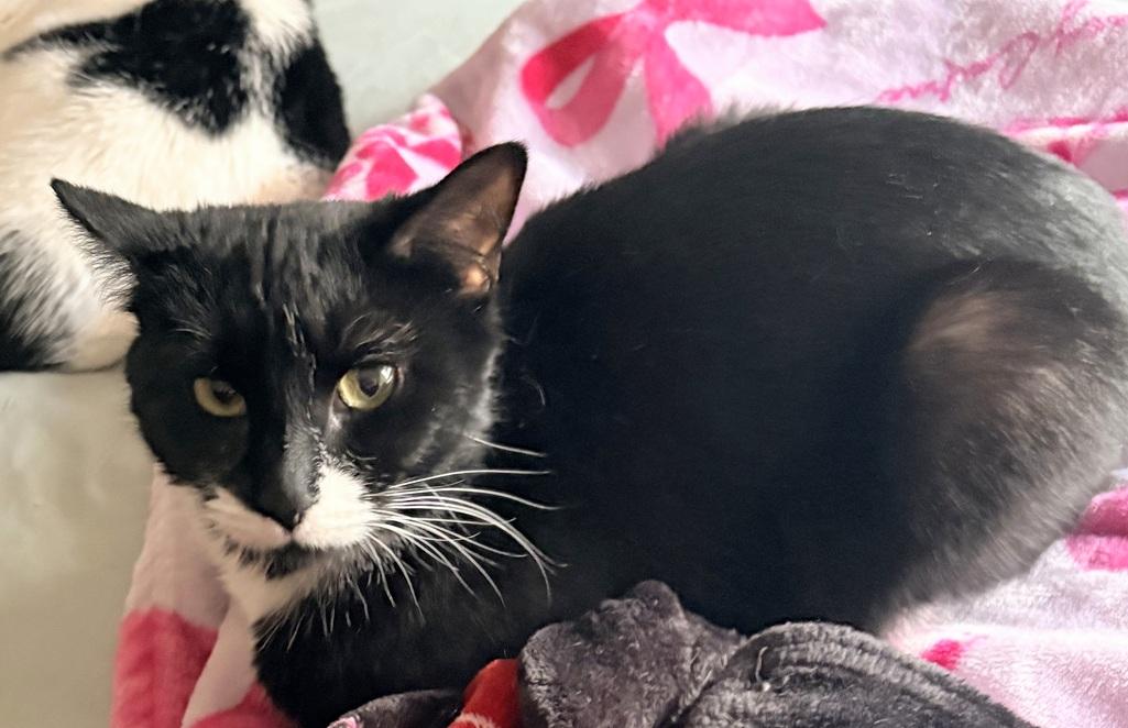Quinoa, a Adoptable Domestic Short Hair in Melrose, MA image 5/6