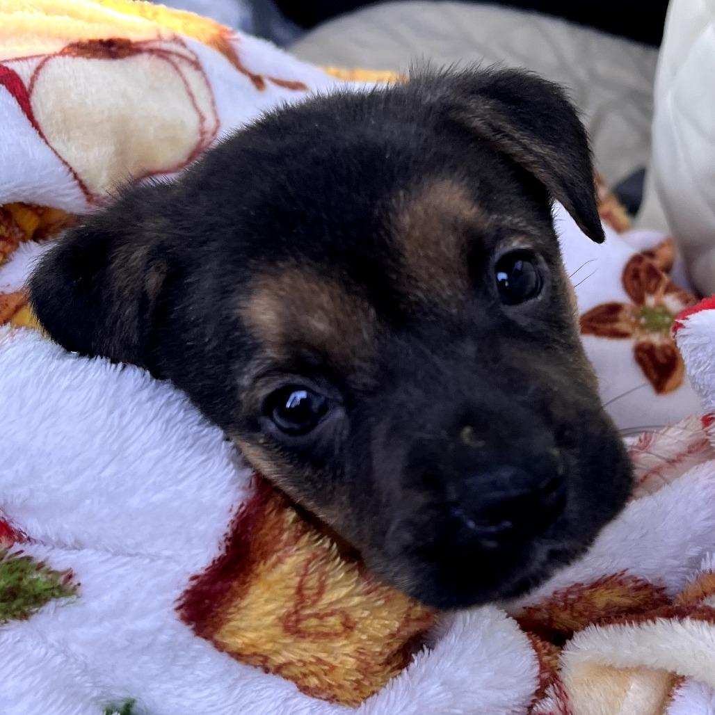 Tucker, Adoptable, Puppy Male German Shepherd Dog.