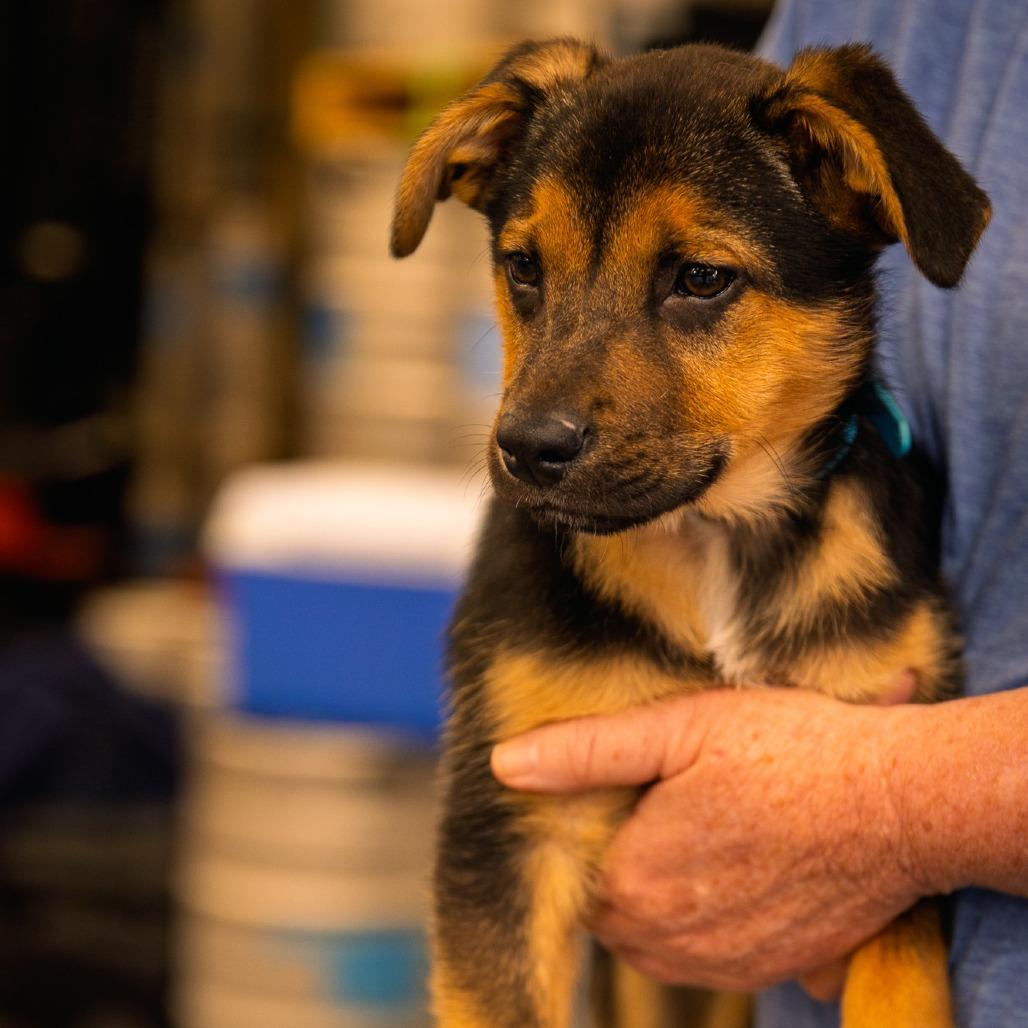 Tucker, a Adoptable German Shepherd Dog in Tulsa, OK image 3/5