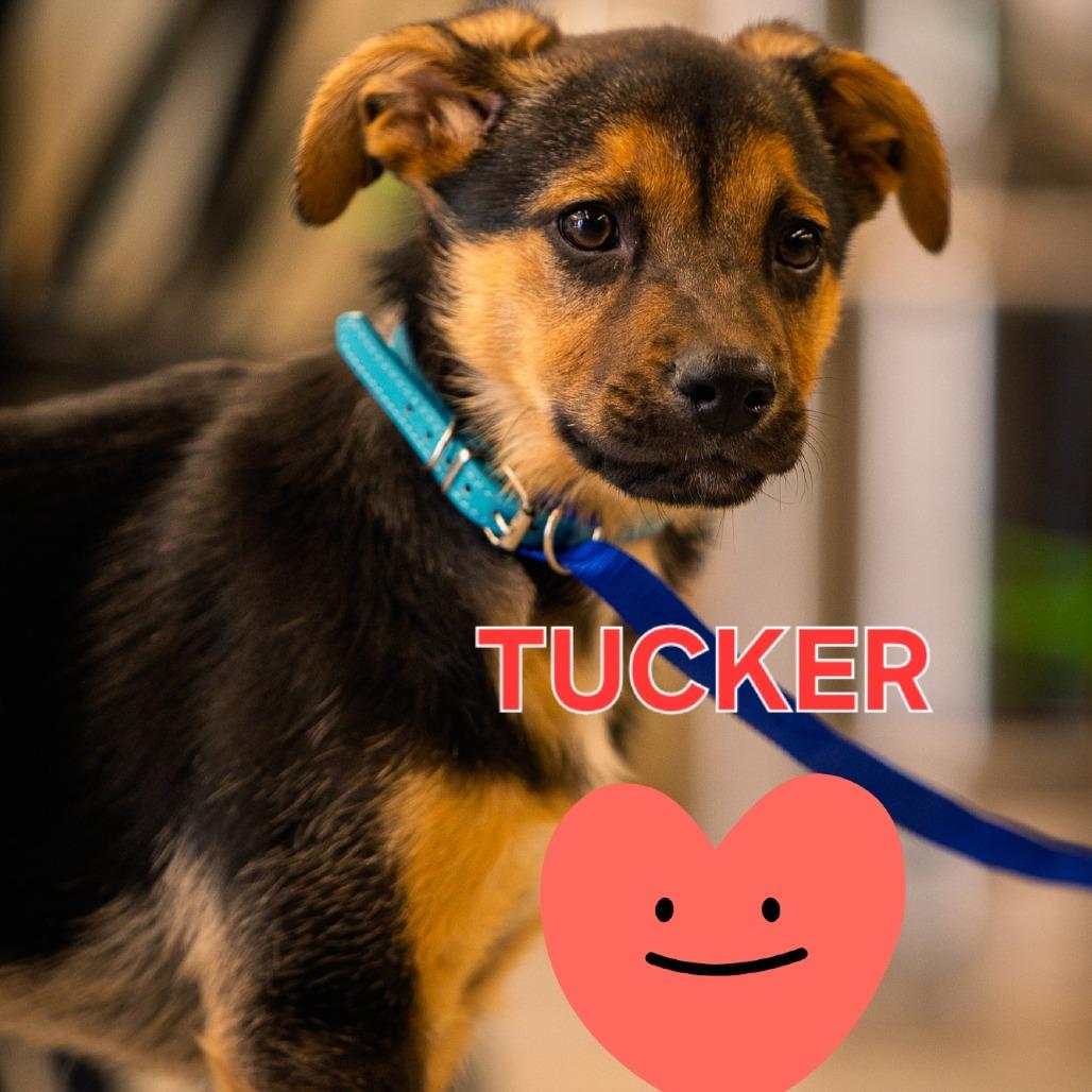 Tucker, a Adoptable German Shepherd Dog in Tulsa, OK image 4/5
