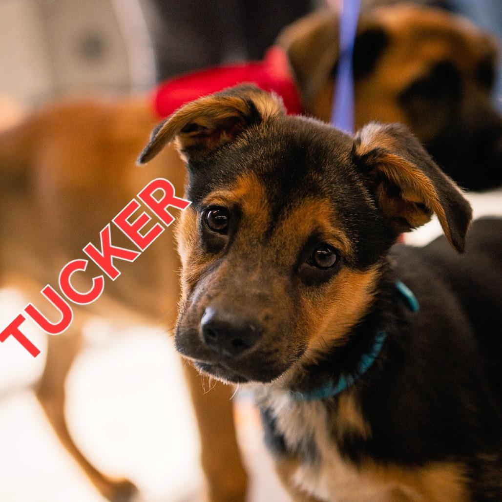 Tucker, a Adoptable German Shepherd Dog in Tulsa, OK image 5/5