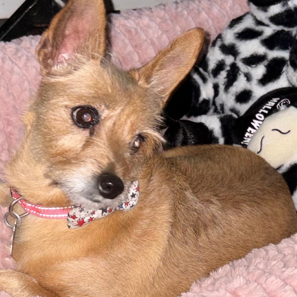 Heidi, Adoptable, Senior Female Terrier.