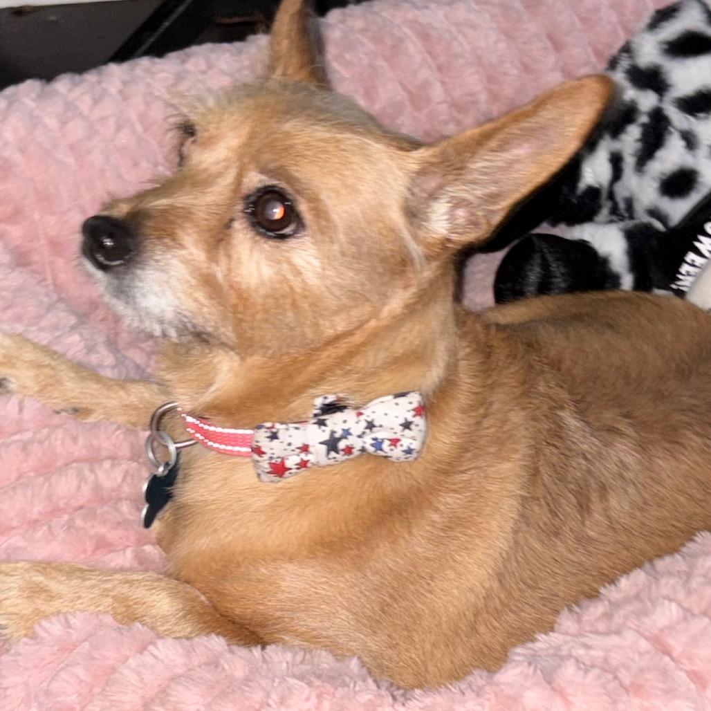 Enlarge Heidi, a Adoptable Terrier in Gulfport, MS image 2/6