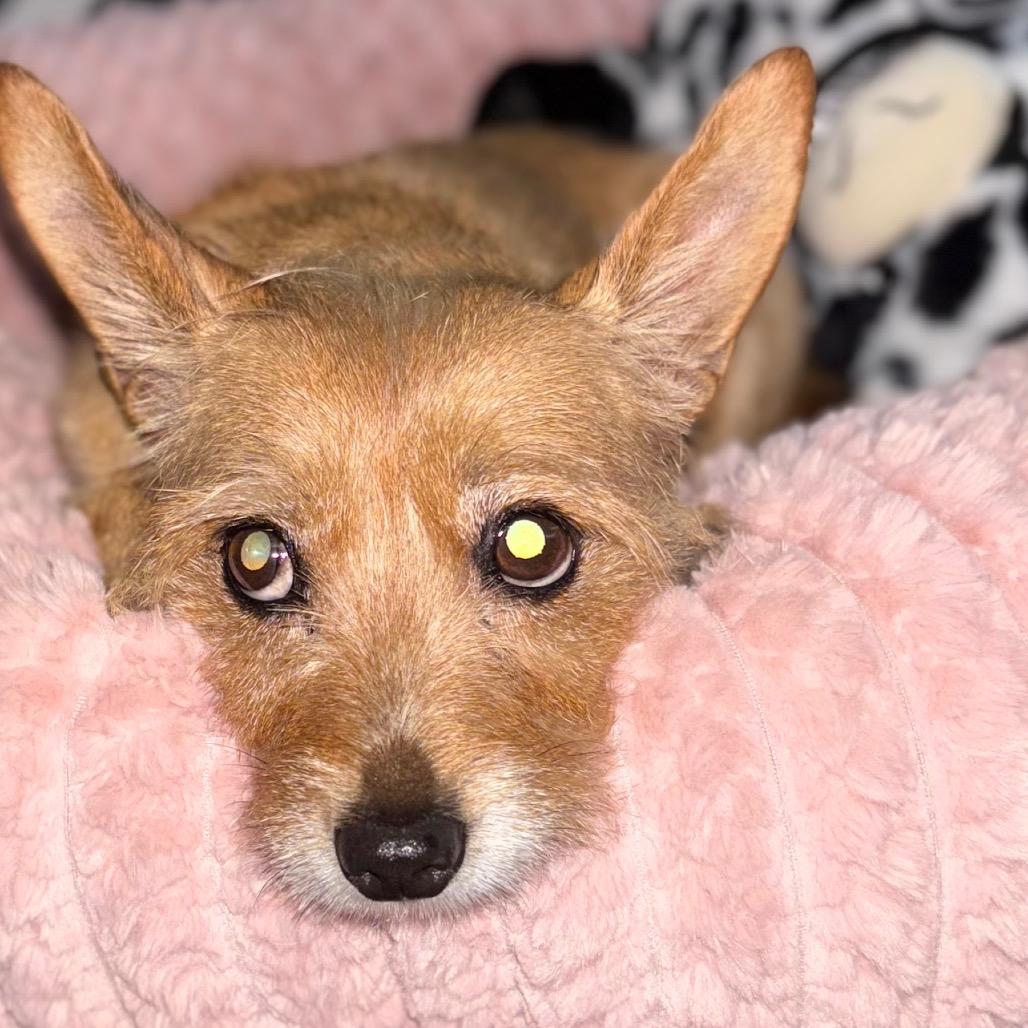 Enlarge Heidi, a Adoptable Terrier in Gulfport, MS image 3/6
