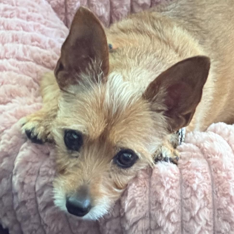 Enlarge Heidi, a Adoptable Terrier in Gulfport, MS image 4/6