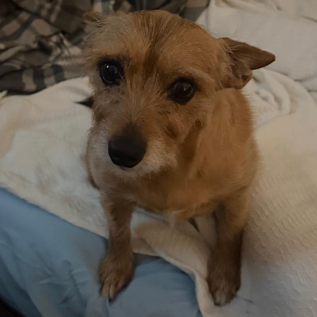 Enlarge Heidi, a Adoptable Terrier in Gulfport, MS image 5/6