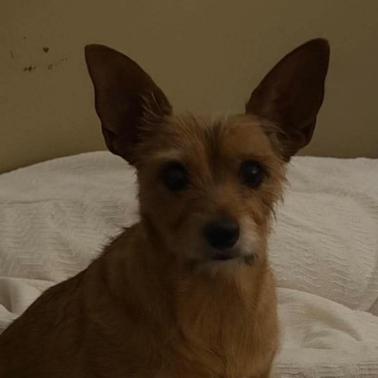 Enlarge Heidi, a Adoptable Terrier in Gulfport, MS image 6/6