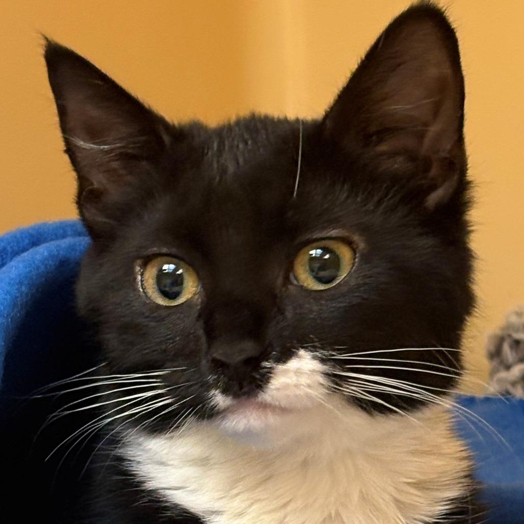 Coco, Adoptable, Kitten Female Domestic Short Hair.