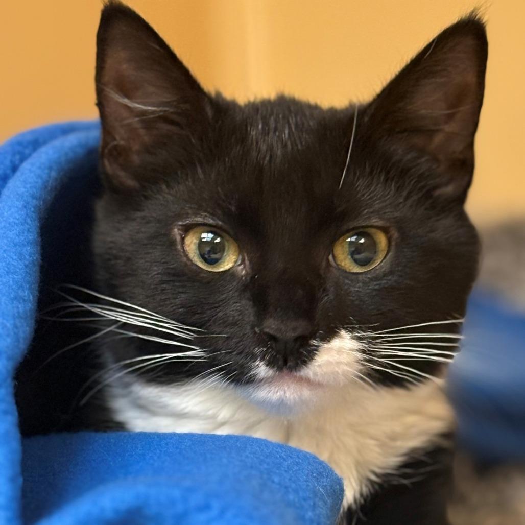 Enlarge Coco, a Adoptable Domestic Short Hair in East Hanover, NJ image 2/3