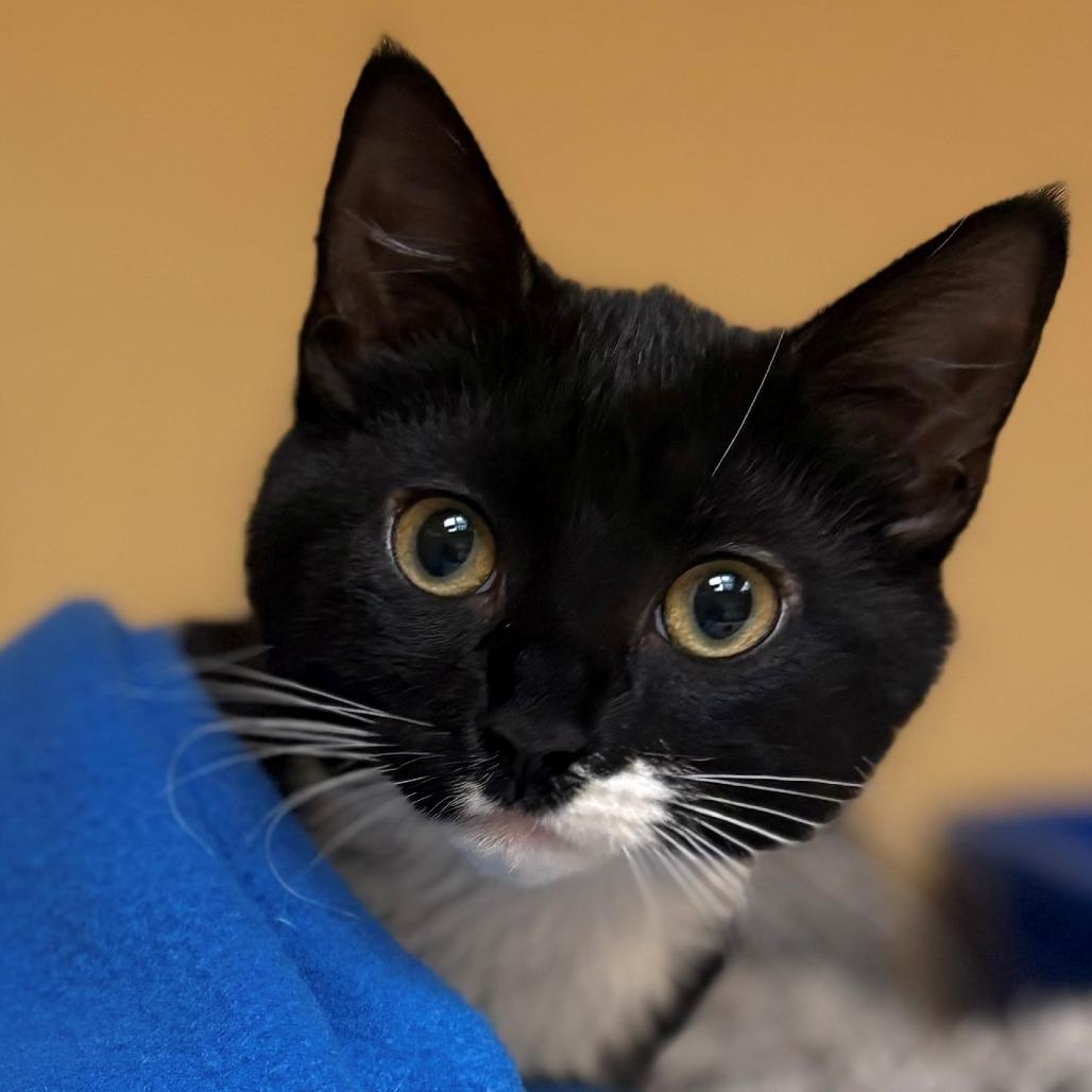 Enlarge Coco, a Adoptable Domestic Short Hair in East Hanover, NJ image 3/3