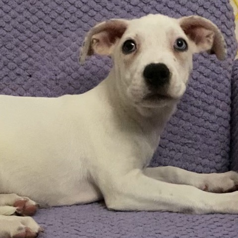 Alphie, a Adopted mixed breed in Copiague, NY image 4/4