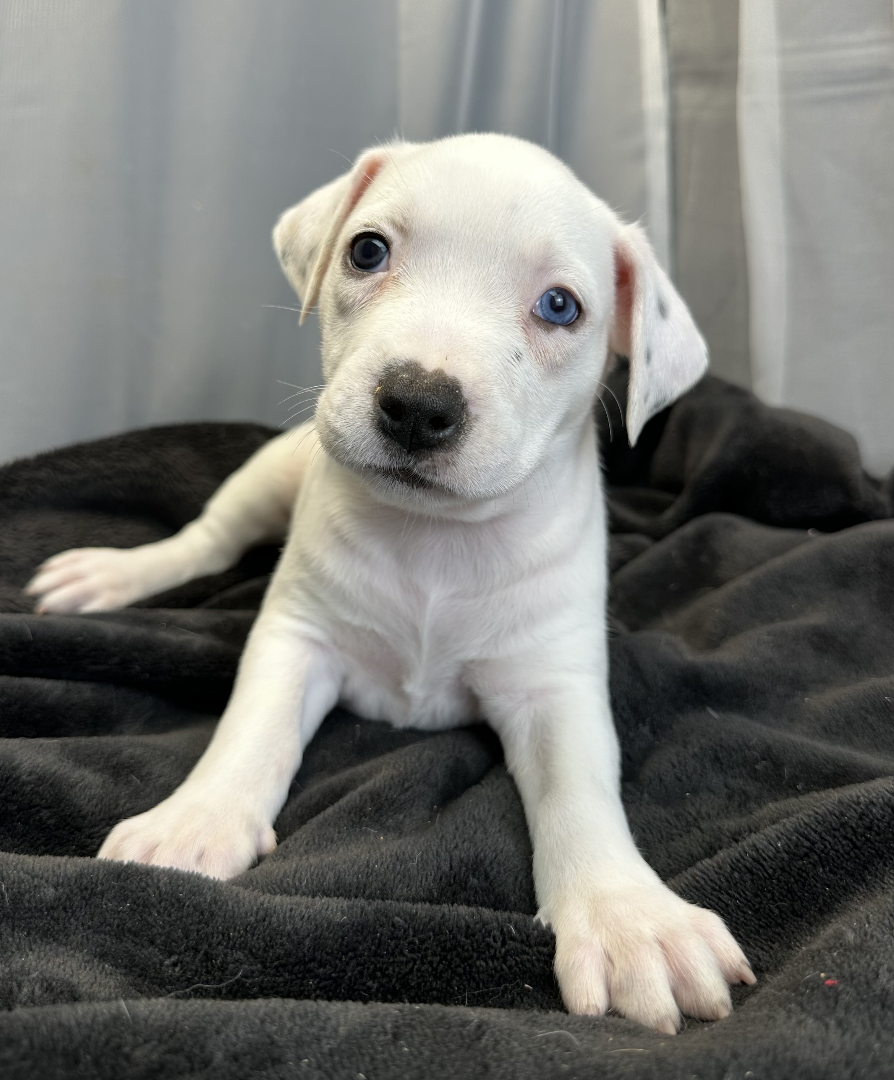 Alphie, a Adopted mixed breed in Copiague, NY image 2/4
