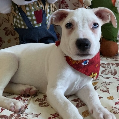 Alphie, a Adopted mixed breed in Copiague, NY image 1/4