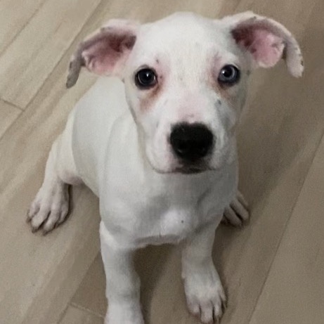 Alphie, a Adopted mixed breed in Copiague, NY image 3/4