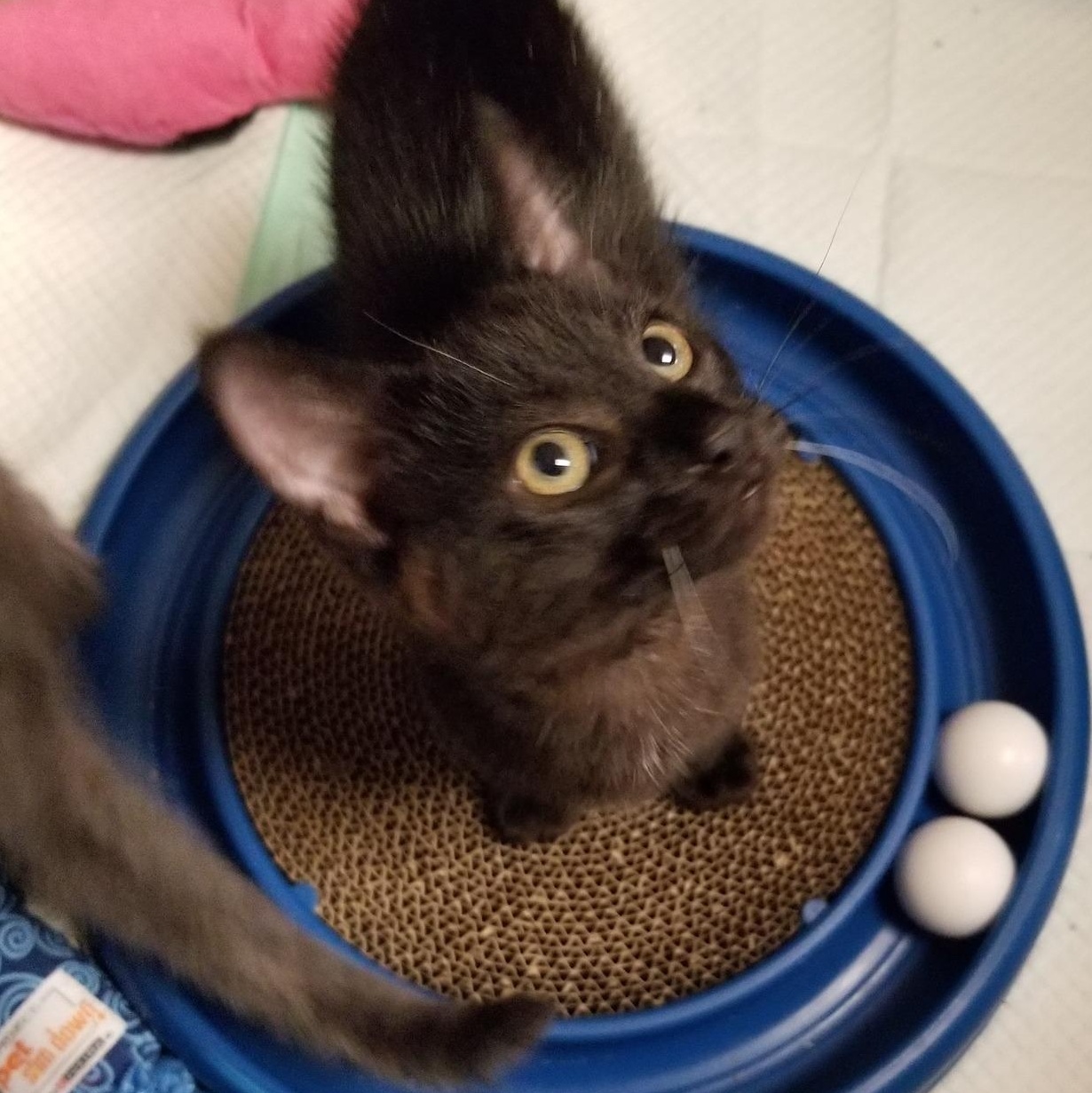 Java