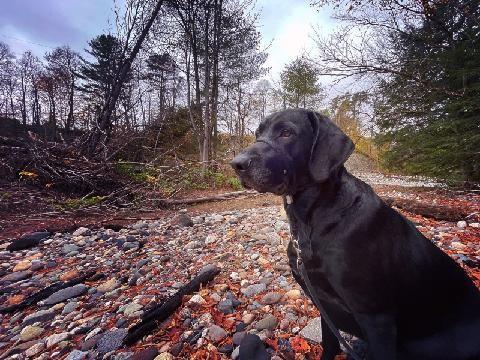 Rollie, Adoptable, Adult Male Labrador Retriever & Hound.