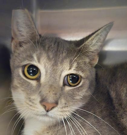 Enlarge Tia, a Adoptable mixed breed in Sanford, FL image 1/1