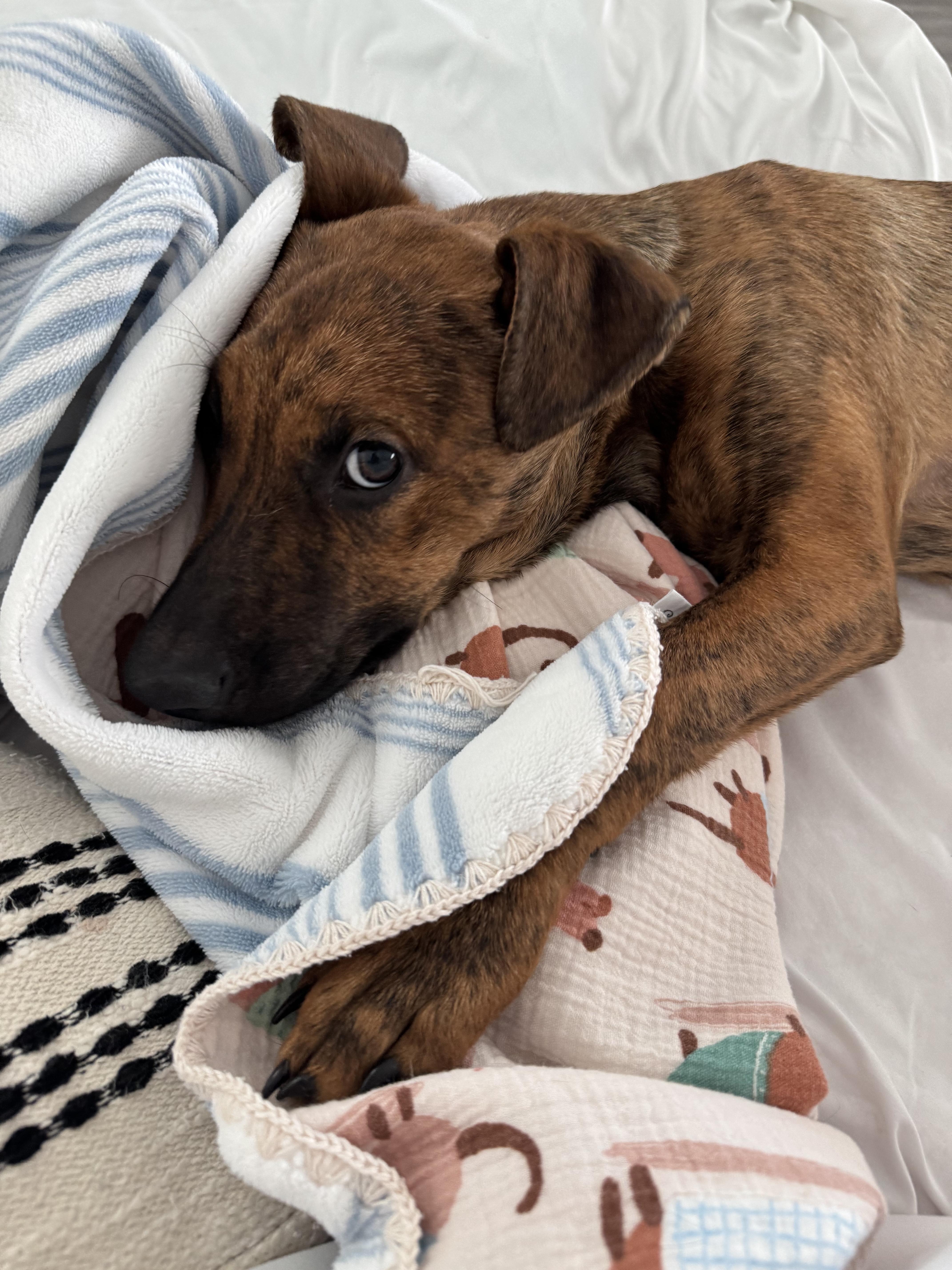 Enlarge Sloane, a Adoptable mixed breed in Thousand Oaks, CA image 4/4