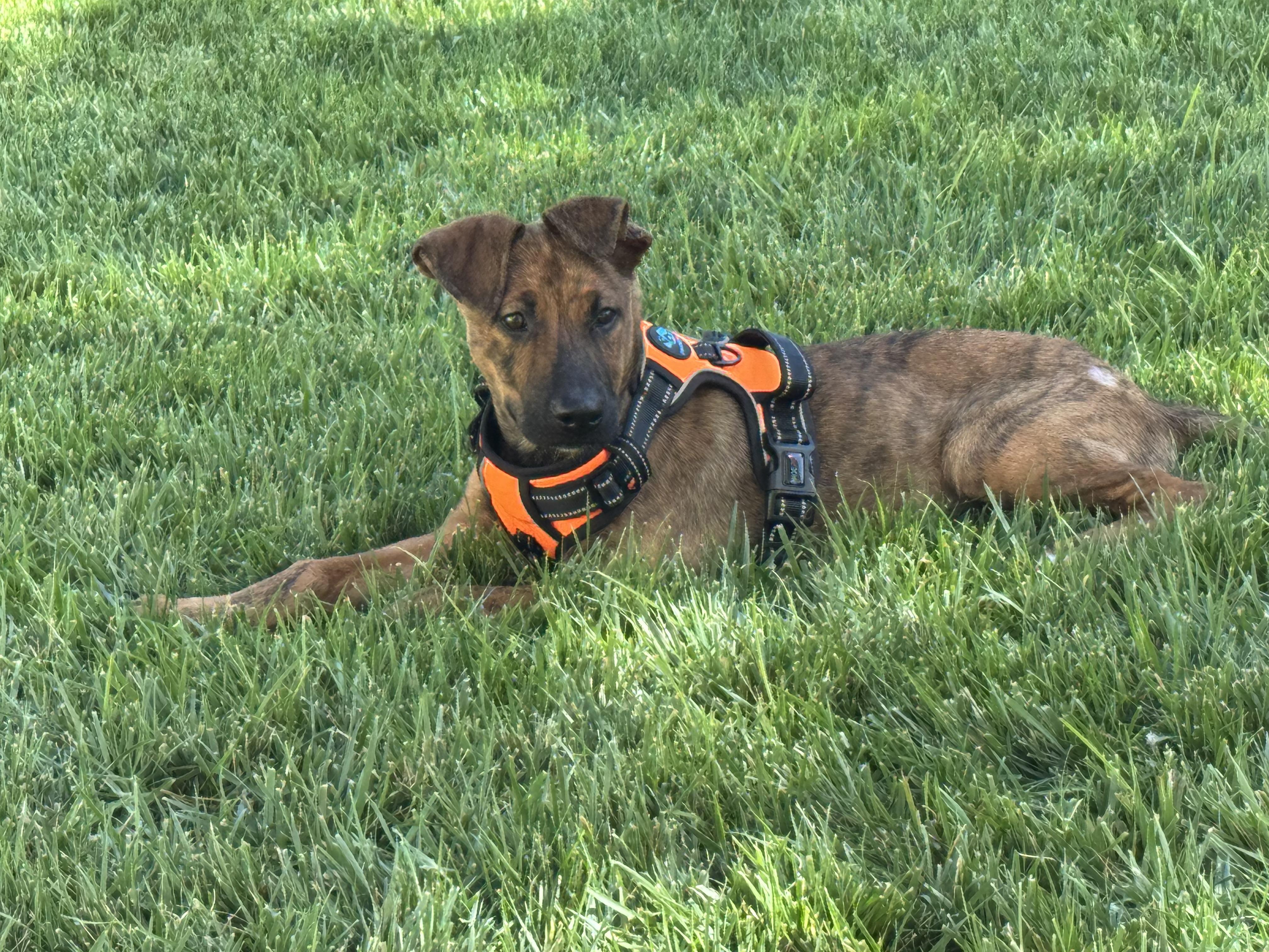 Enlarge Sloane, a Adoptable mixed breed in Thousand Oaks, CA image 2/4