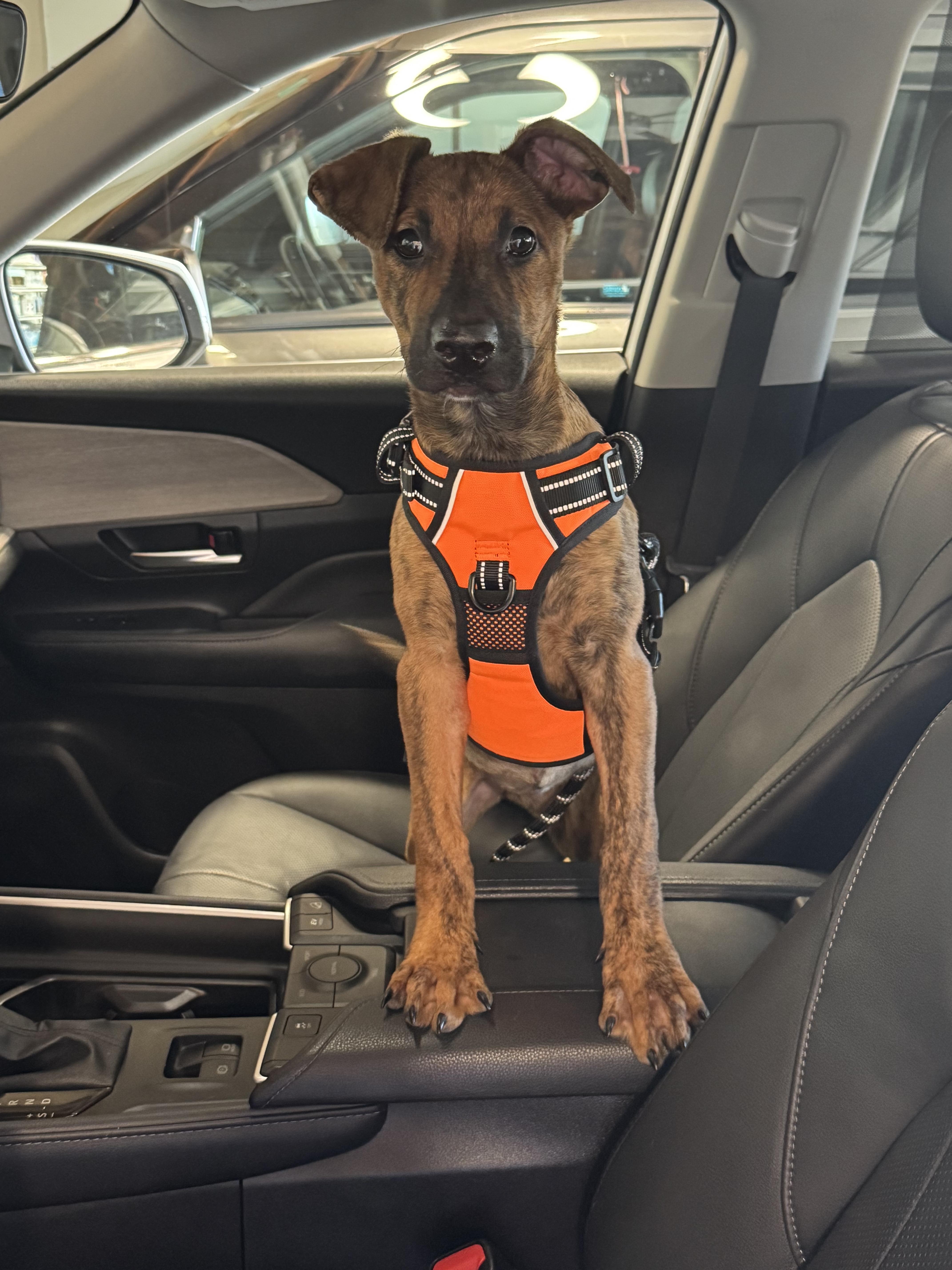 Enlarge Sloane, a Adoptable mixed breed in Thousand Oaks, CA image 1/4