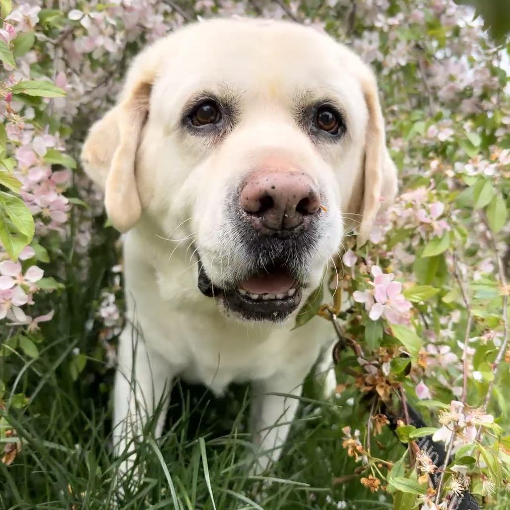 Barney, a Adoptable Labrador Retriever in Port Angeles, WA image 1/4