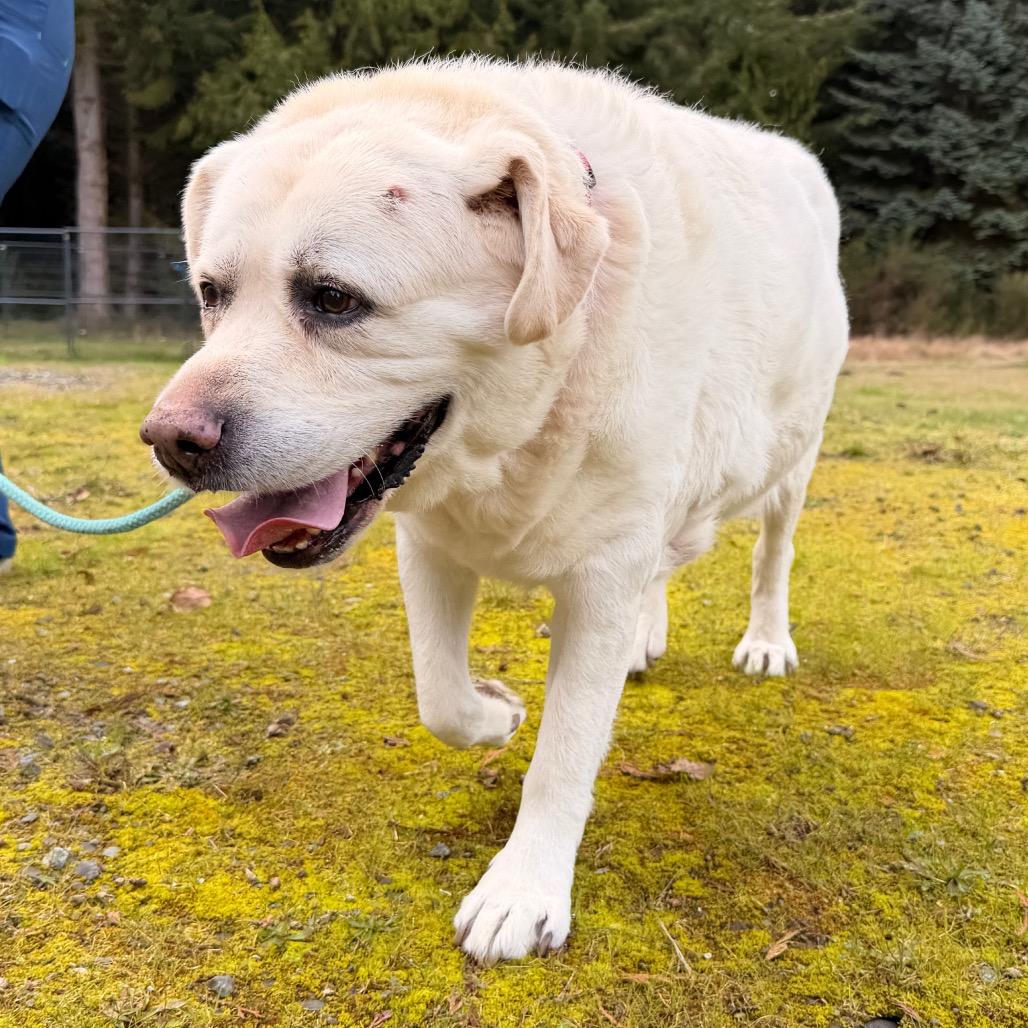 Barney, a Adoptable Labrador Retriever in Port Angeles, WA image 2/4