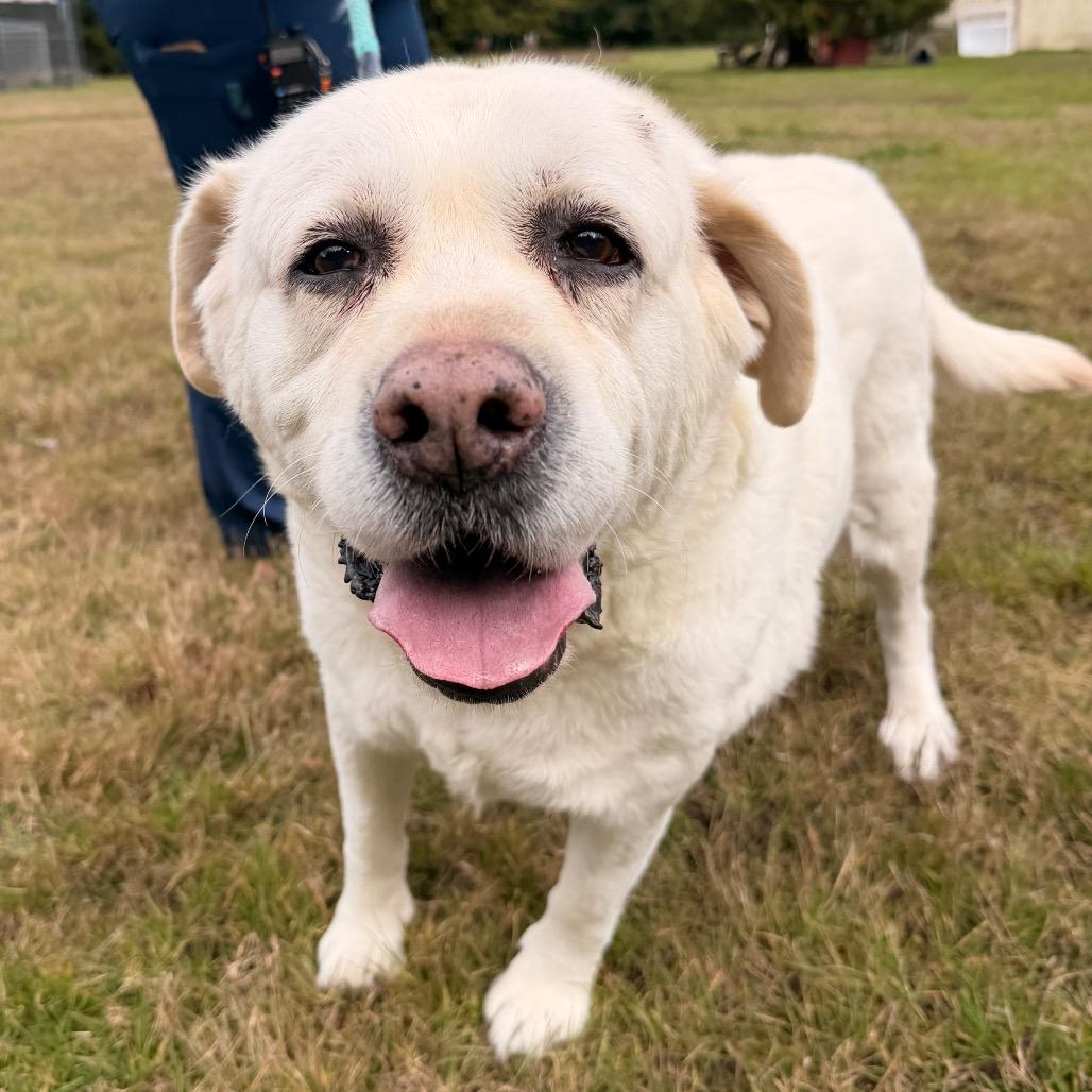 Barney, a Adoptable Labrador Retriever in Port Angeles, WA image 3/4