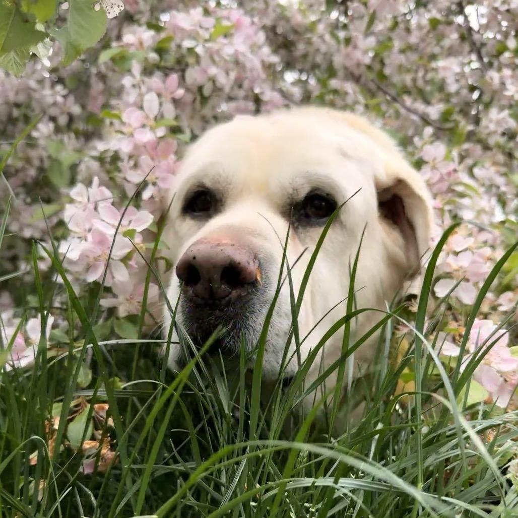 Barney, a Adoptable Labrador Retriever in Port Angeles, WA image 4/4