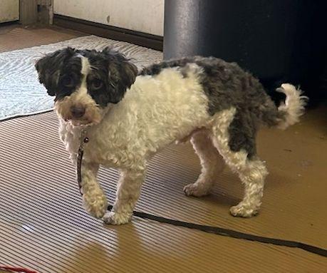 Enlarge FELIX (ohiosdrescue@gmail.com), a ADOPTABLE Havanese in Rossford, OH image 3/4