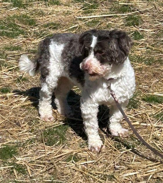 Enlarge FELIX (ohiosdrescue@gmail.com), a ADOPTABLE Havanese in Rossford, OH image 2/4