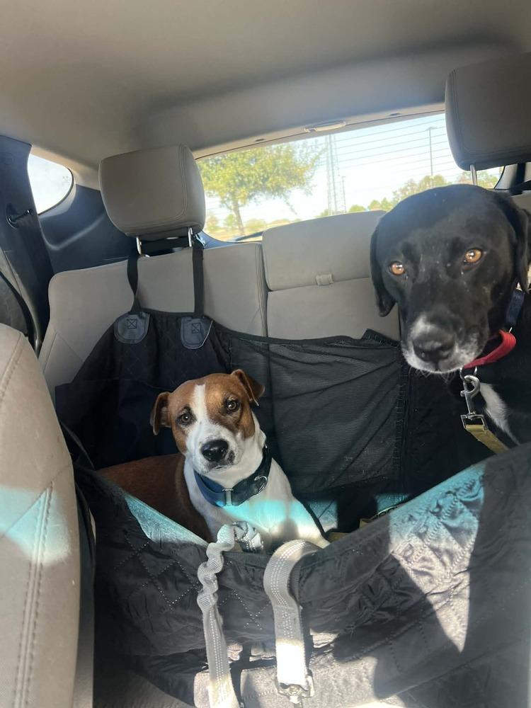 Aho / Betsy, Adoptable, Adult Female Labrador Retriever & Mixed Breed.