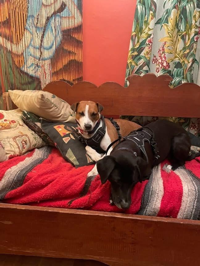 Aho / Betsy, a Adoptable mixed breed in Broomfield, CO image 2/6