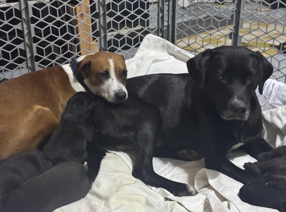 Enlarge Aho / Betsy, a Adoptable mixed breed in Broomfield, CO image 4/6