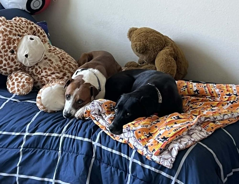 Aho / Betsy, a Adoptable mixed breed in Broomfield, CO image 4/6