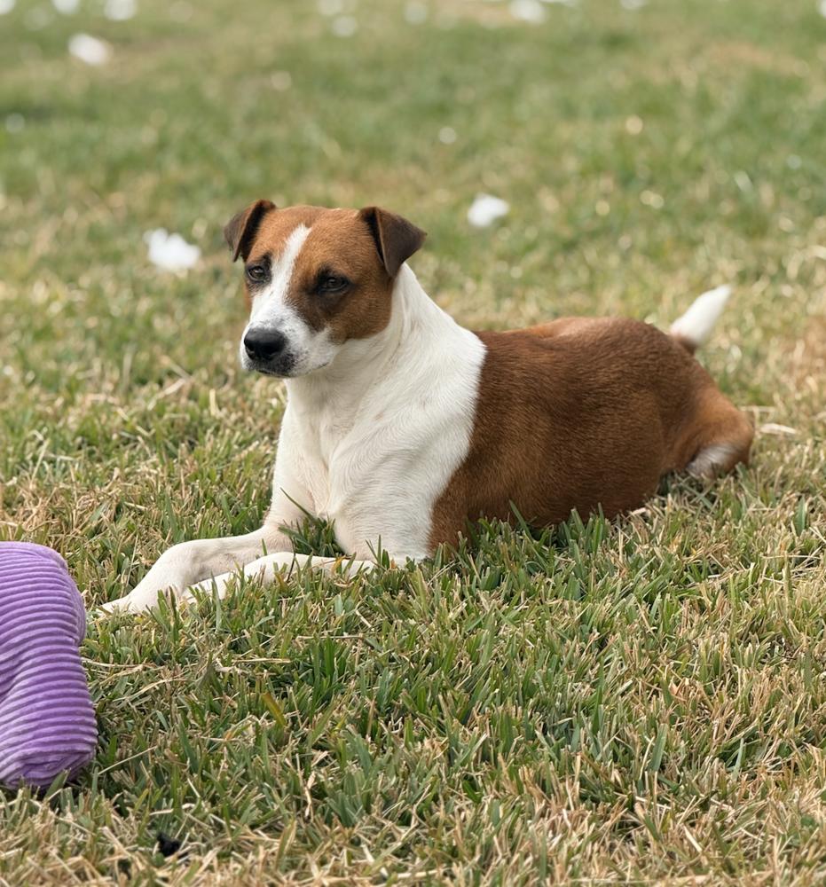Aho / Betsy, a Adoptable mixed breed in Broomfield, CO image 5/6