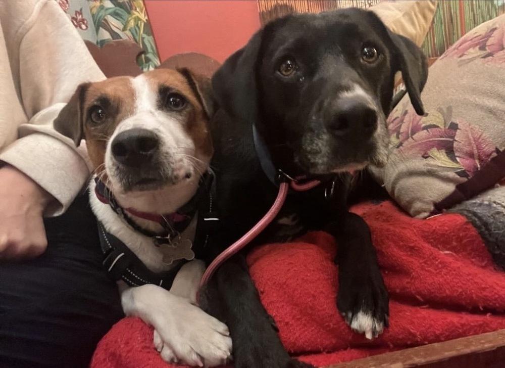 Aho / Betsy, a Adoptable mixed breed in Broomfield, CO image 6/6