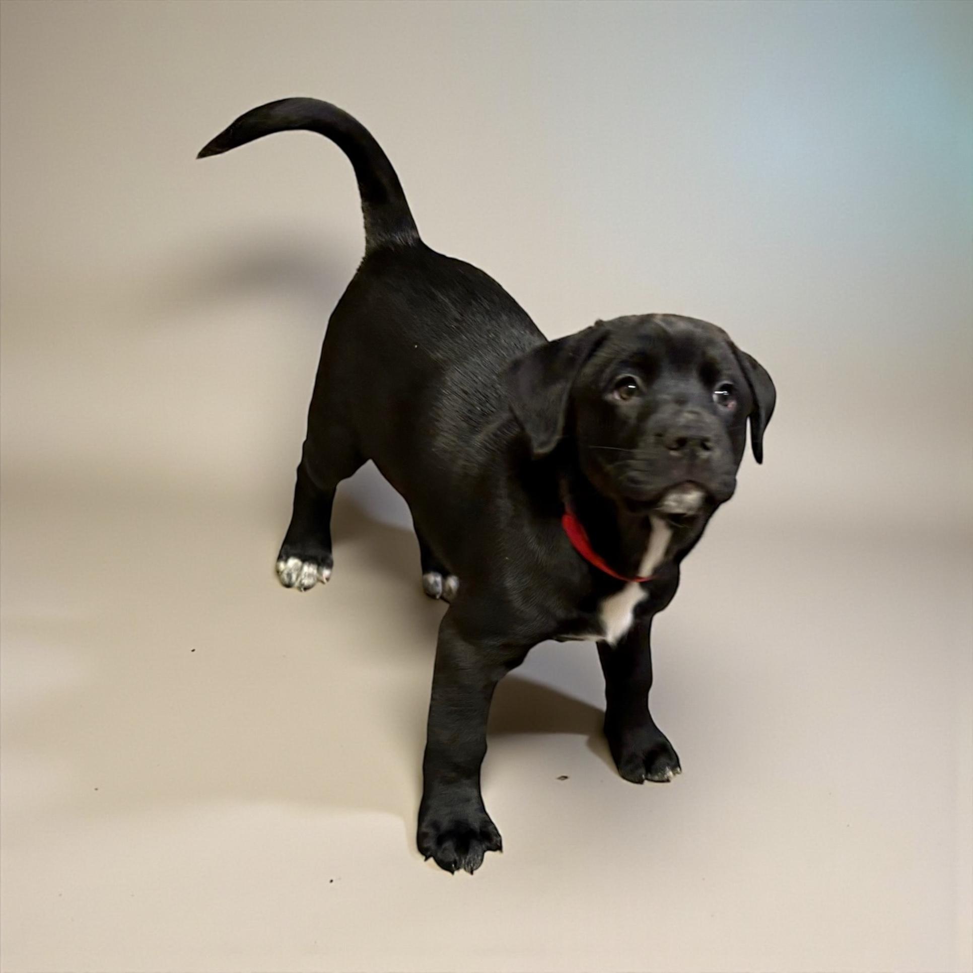 Scarlet, Adoptable, Puppy Female Labrador Retriever.