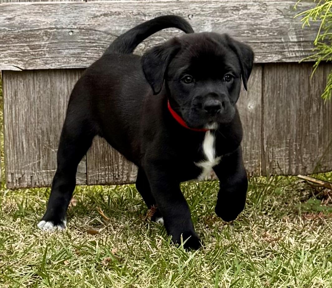 Scarlet, a Adoptable Labrador Retriever in Hatfield, PA image 2/5