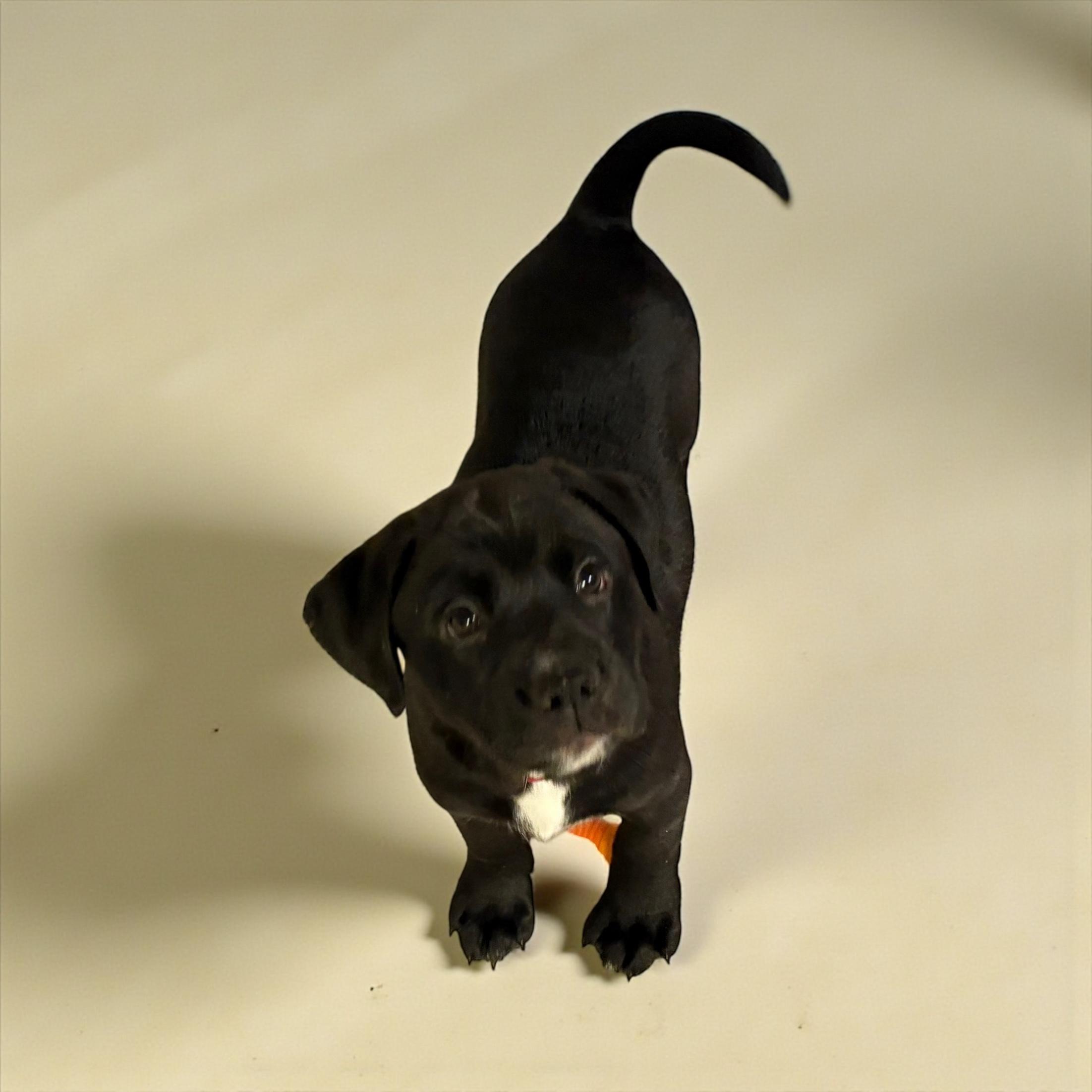 Scarlet, a Adoptable Labrador Retriever in Hatfield, PA image 3/5