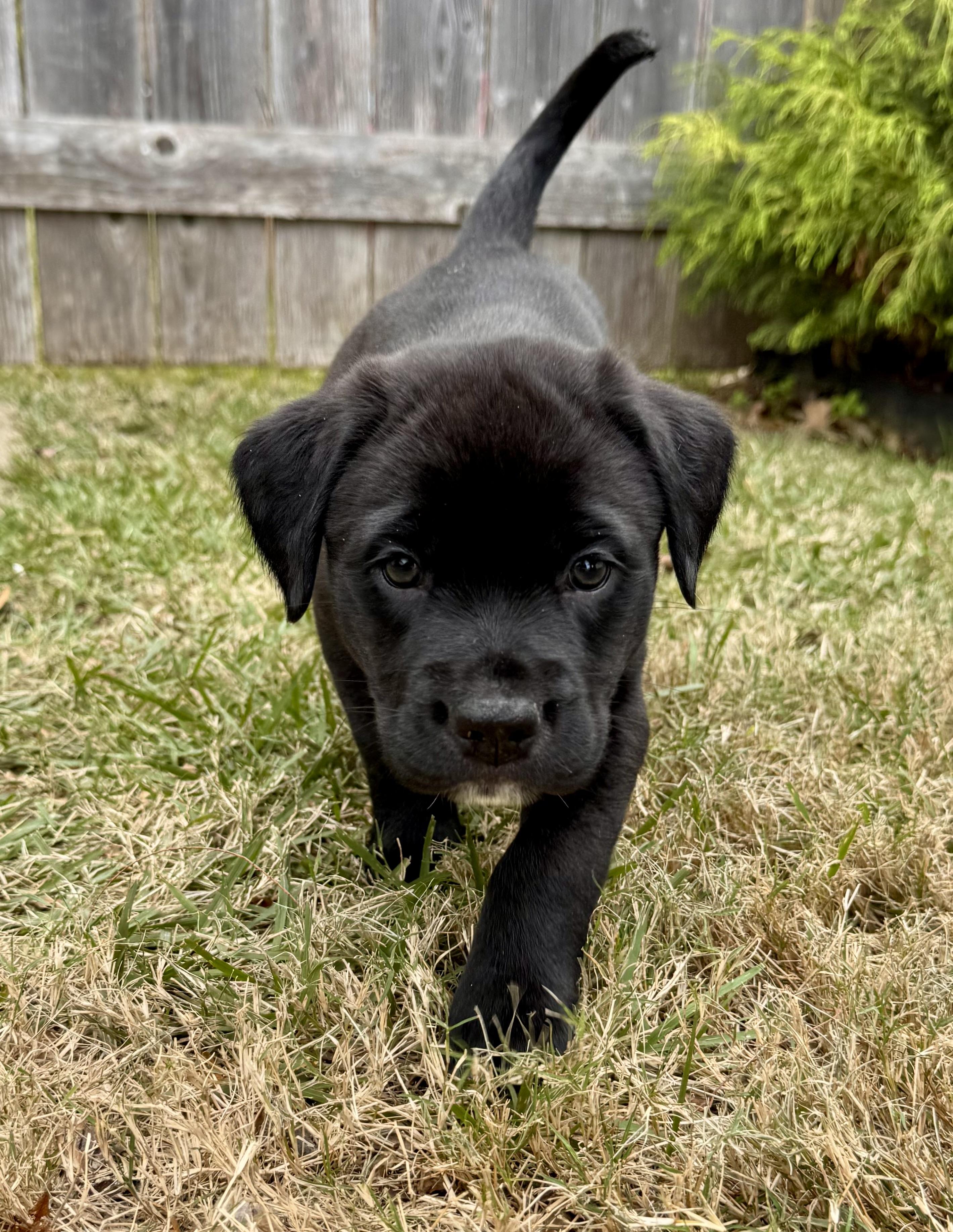 Scarlet, a Adoptable Labrador Retriever in Hatfield, PA image 4/5